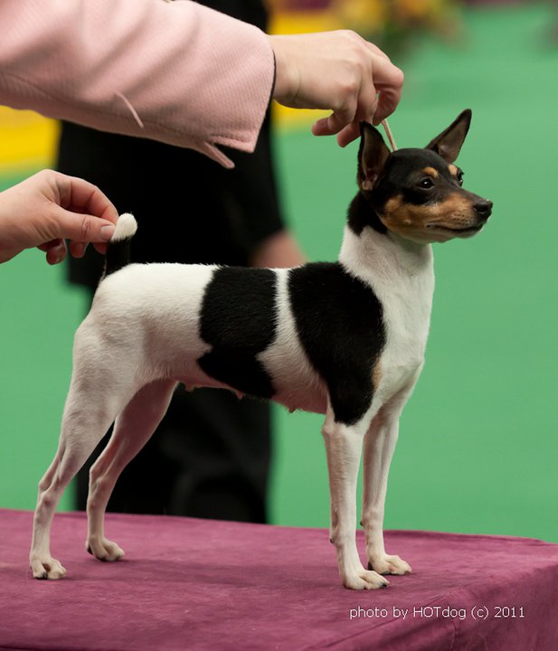 Barbary Toy Fox Terriers